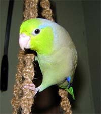 <small>&copy;Copyright 2002-2024 GreenBeaks® Inc. All Rights Reserved</small>