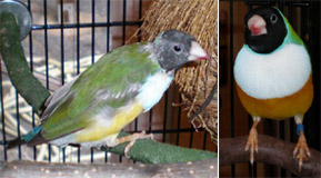 <small>&copy;Copyright 2002-2024 GreenBeaks® Inc. All Rights Reserved</small>