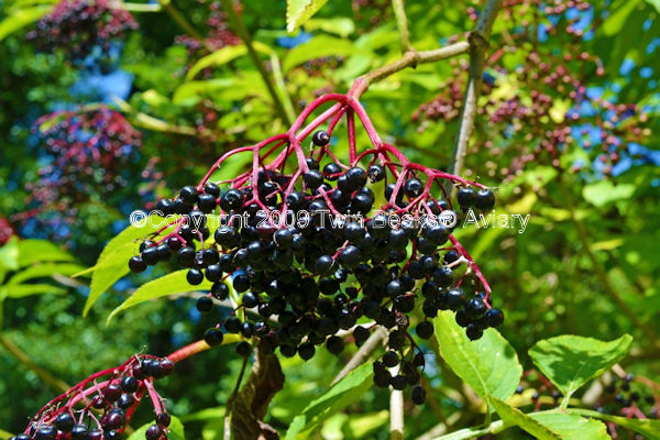 &copy; Copyright 2023 Twin Beaks© Aviary  All Rights Reserved