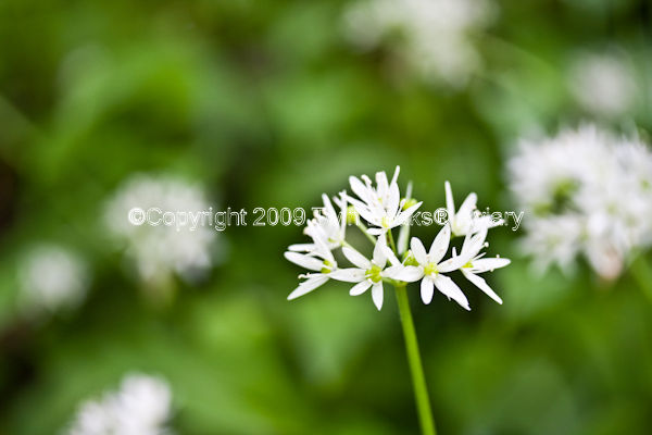 &copy; Copyright 2023 Twin Beaks© Aviary  All Rights Reserved