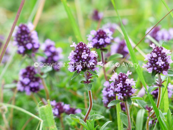 &copy; Copyright 2023 Twin Beaks© Aviary  All Rights Reserved