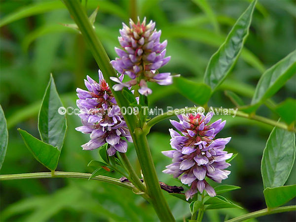 &copy; Copyright 2023 Twin Beaks© Aviary  All Rights Reserved