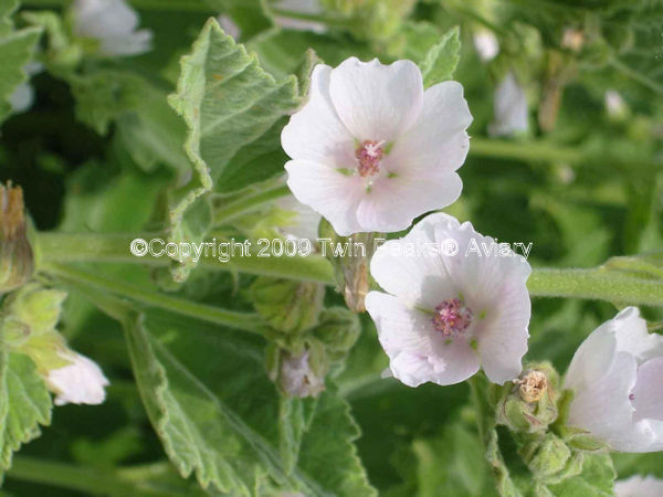 &copy; Copyright 2023 Twin Beaks© Aviary  All Rights Reserved