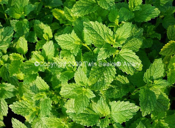 &copy; Copyright 2023 Twin Beaks© Aviary  All Rights Reserved