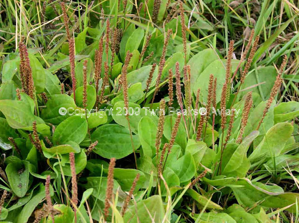 &copy; Copyright 2023 Twin Beaks© Aviary  All Rights Reserved