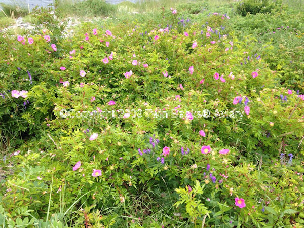 &copy; Copyright 2023 Twin Beaks© Aviary  All Rights Reserved