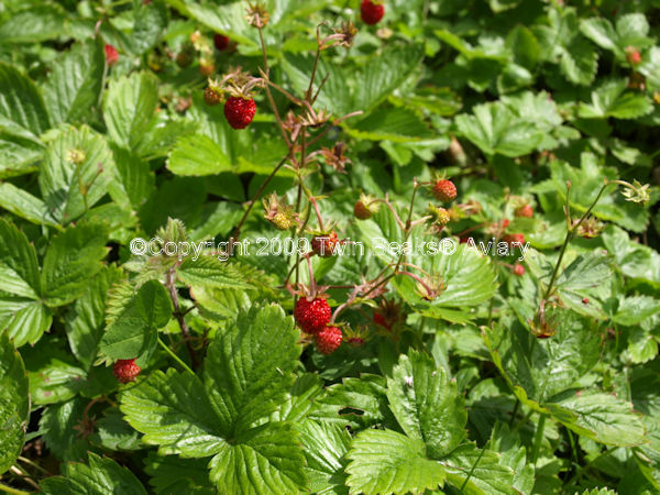 &copy; Copyright 2023 Twin Beaks© Aviary  All Rights Reserved