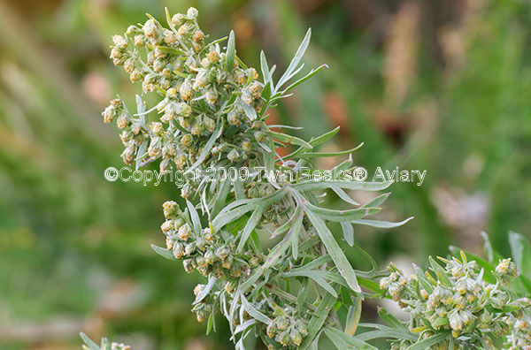 &copy; Copyright 2023 Twin Beaks© Aviary  All Rights Reserved